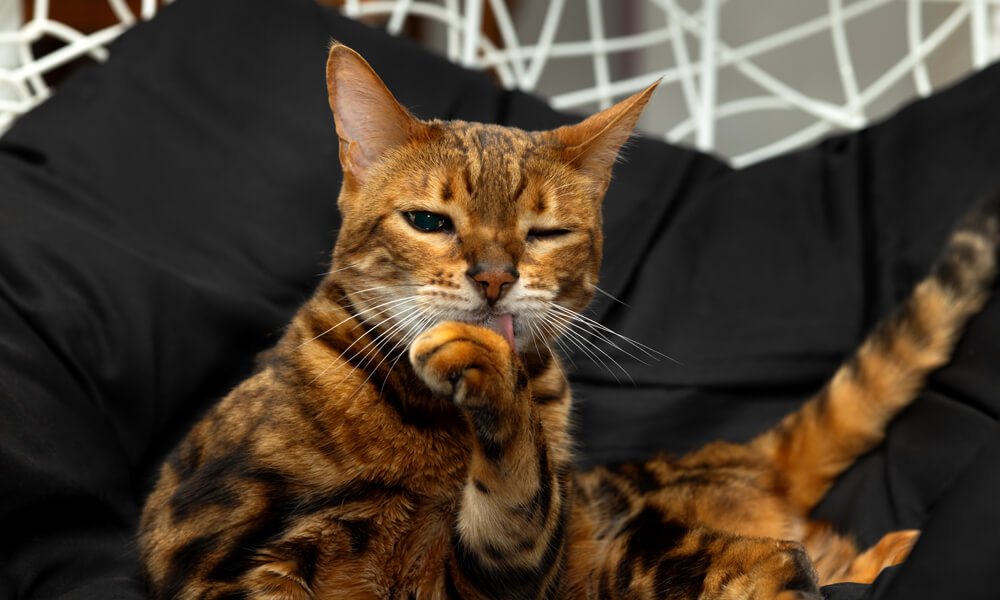 The Journey of Rescued Street Animals to a Loving Home