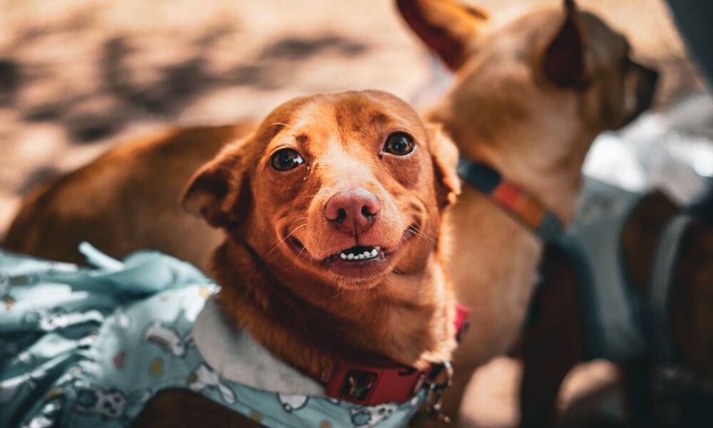 How Donations Help Rescued Street Animals Thrive