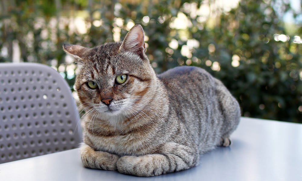 Top 5 Ways to Support Street Animals in Need